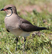 Collared Pratincole