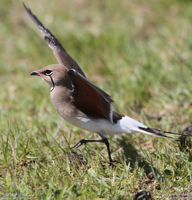 Collared Pratincole