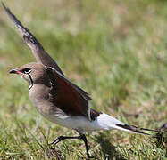 Collared Pratincole