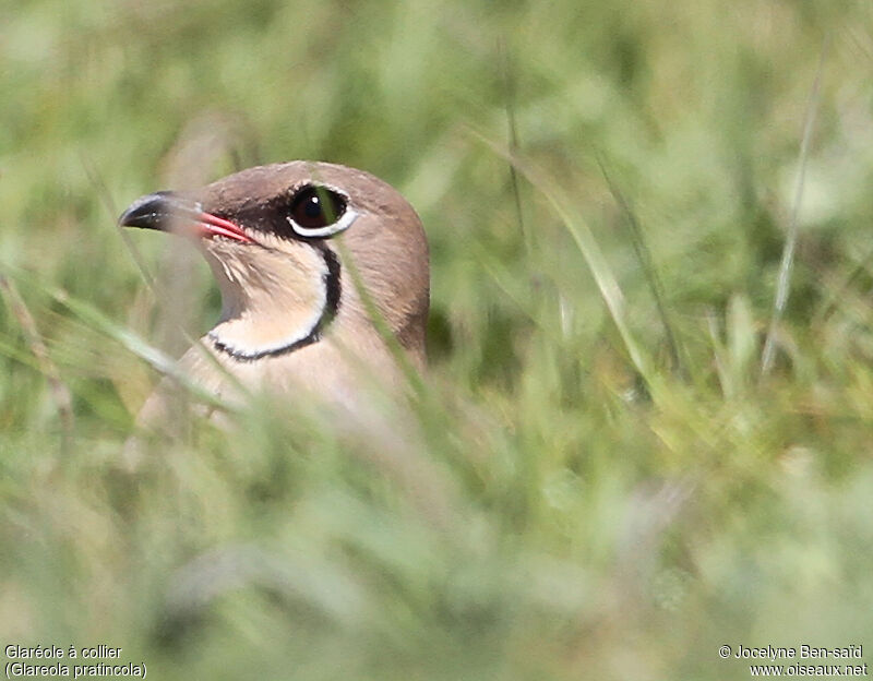 Collared Pratincole