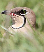 Collared Pratincole