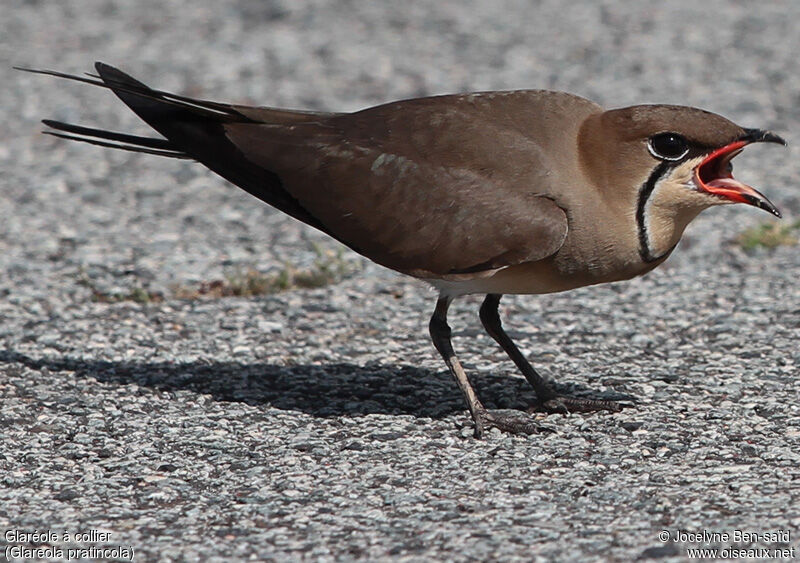 Collared Pratincole