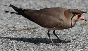 Collared Pratincole