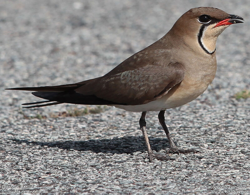 Collared Pratincole