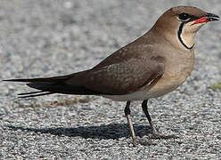 Collared Pratincole