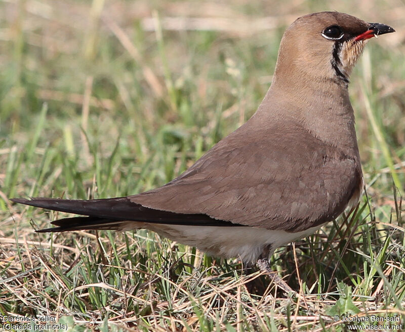 Collared Pratincole