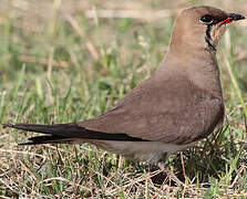 Collared Pratincole