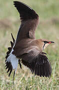 Collared Pratincole