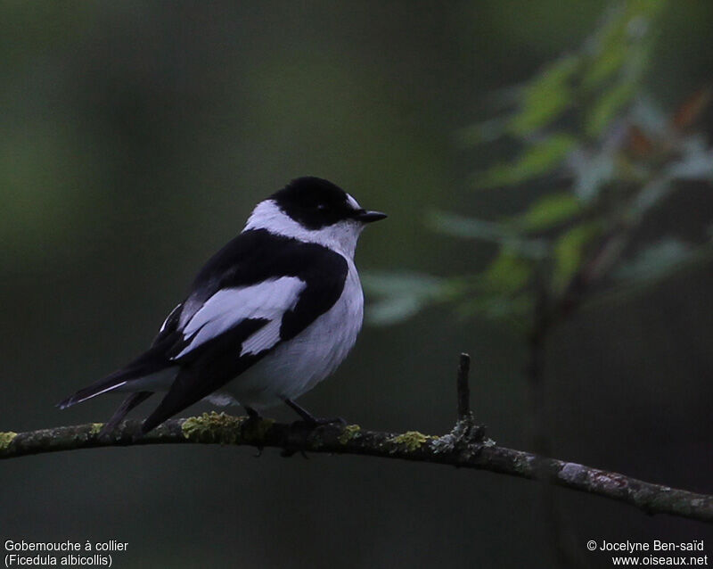 Collared Flycatcher male