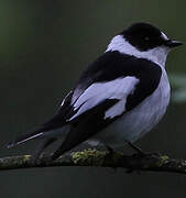 Collared Flycatcher