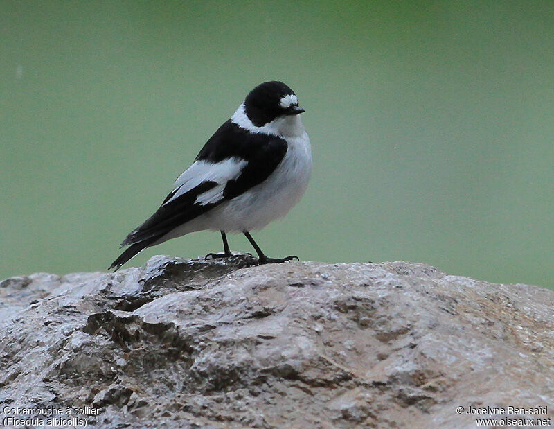 Collared Flycatcher male