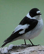 Collared Flycatcher