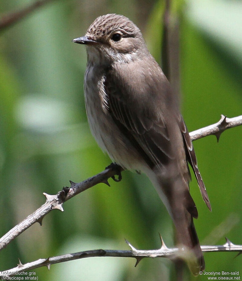 Spotted Flycatcher