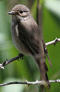 Spotted Flycatcher