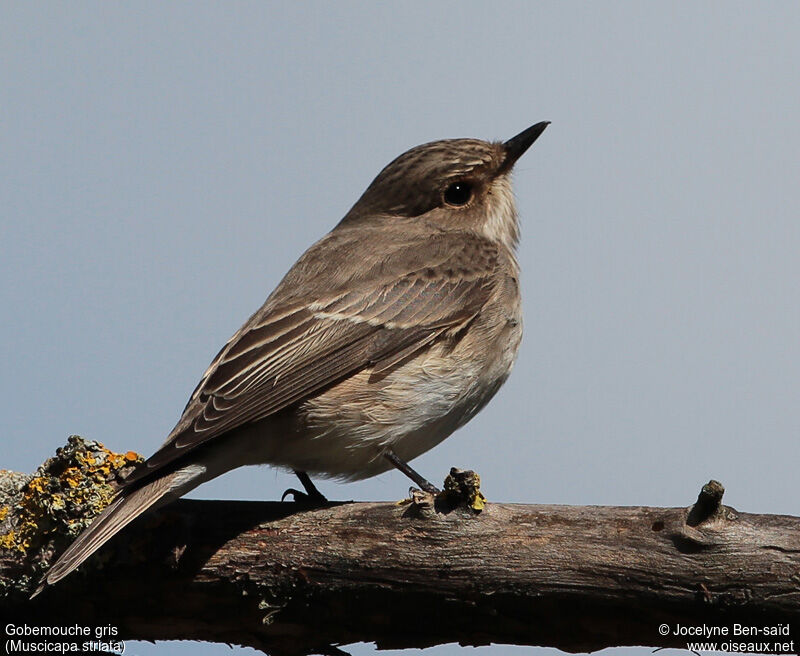 Spotted Flycatcher