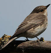 Spotted Flycatcher