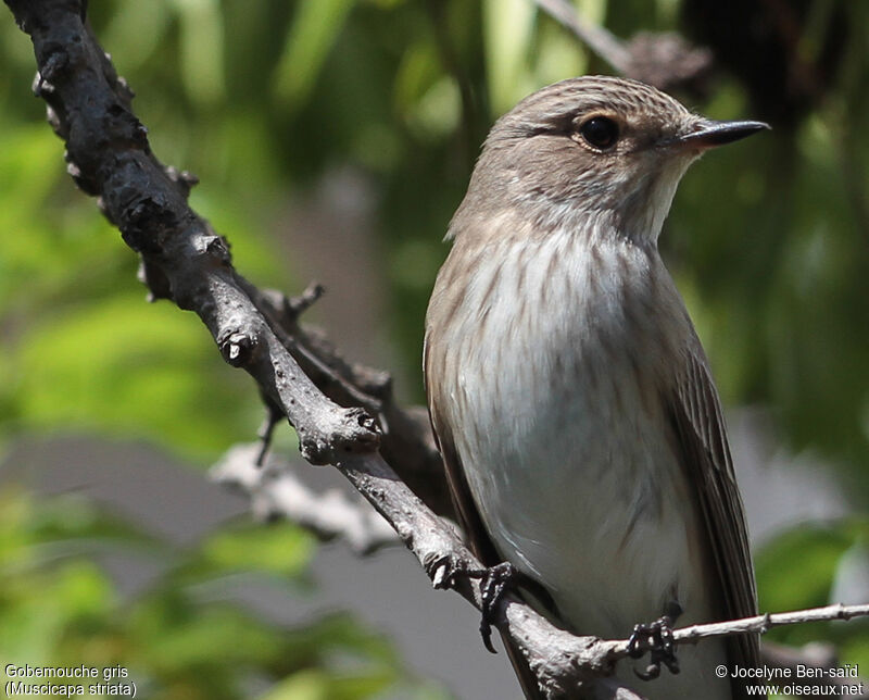 Spotted Flycatcher