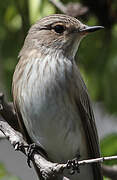 Spotted Flycatcher