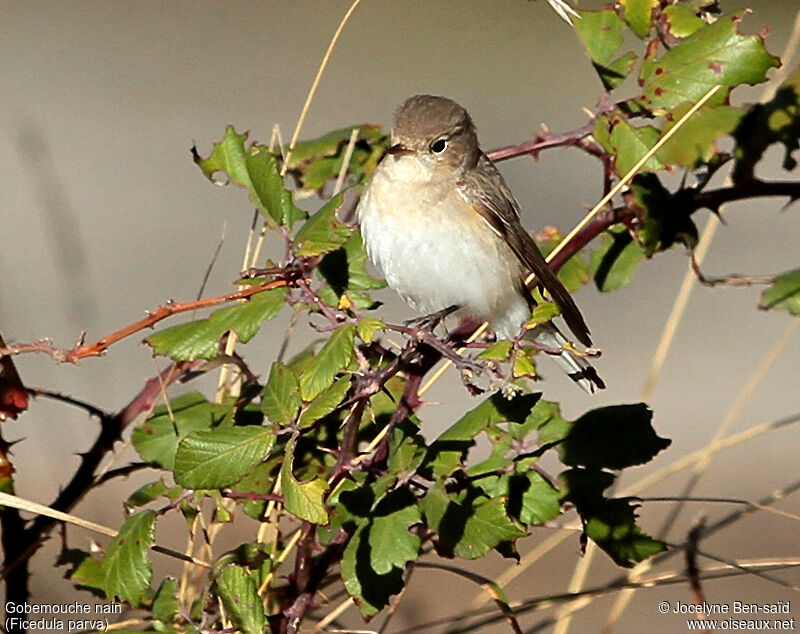 Red-breasted Flycatcher