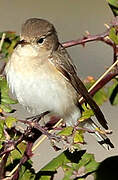 Red-breasted Flycatcher