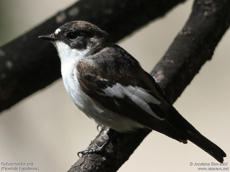 European Pied Flycatcher male