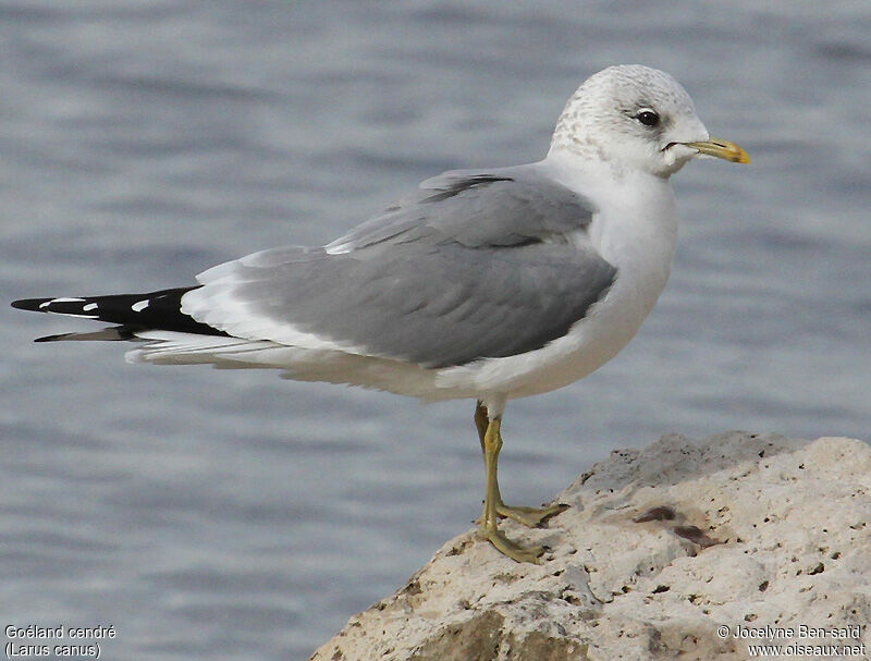 Mew Gull