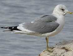 Common Gull