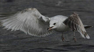 Common Gull