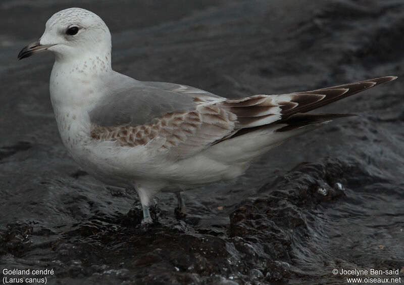 Common GullSecond year