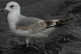 Common Gull