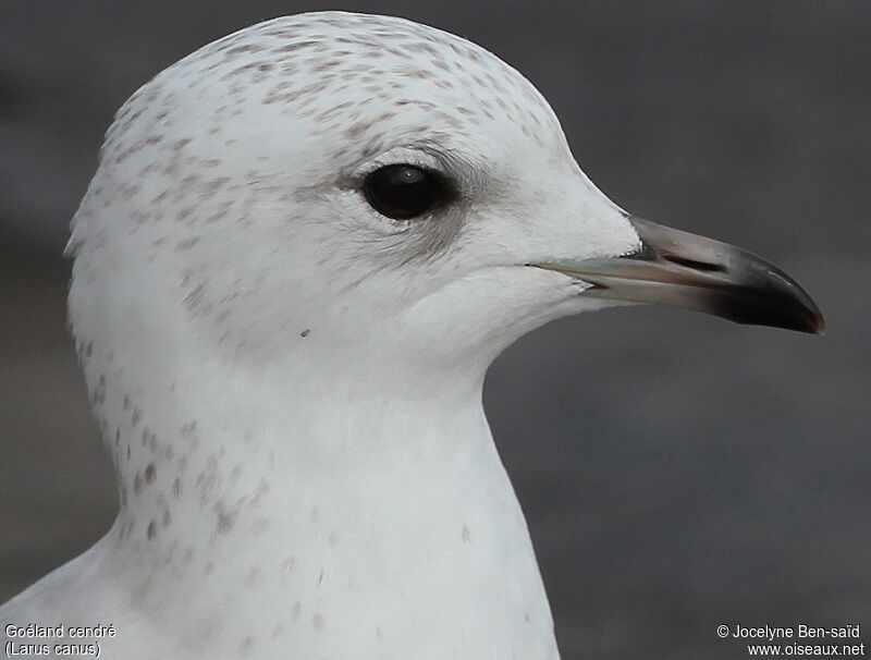 Common GullSecond year