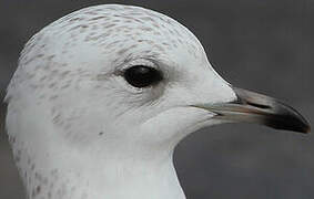 Common Gull