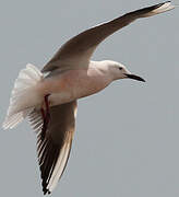 Slender-billed Gull