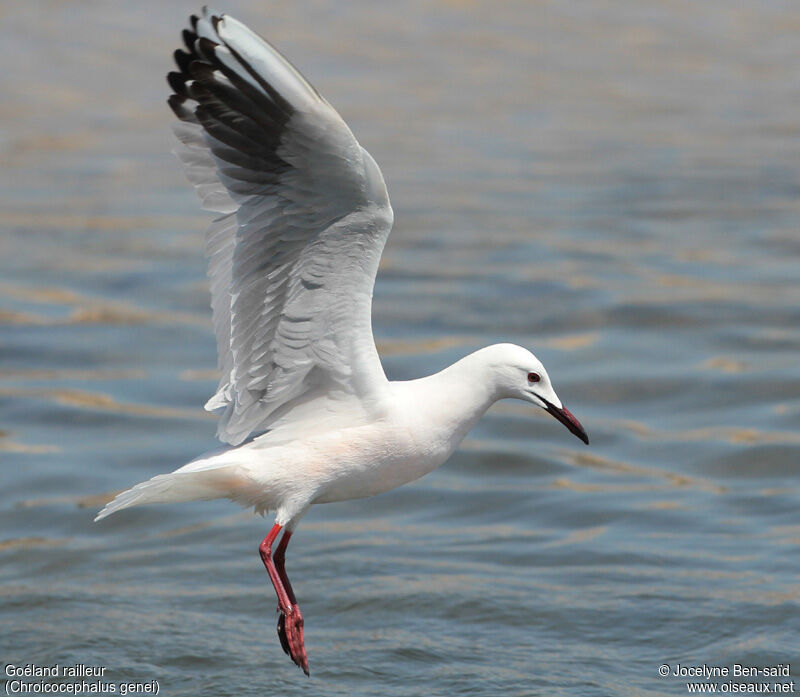 Slender-billed Gull