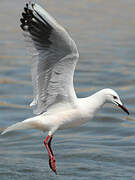 Slender-billed Gull