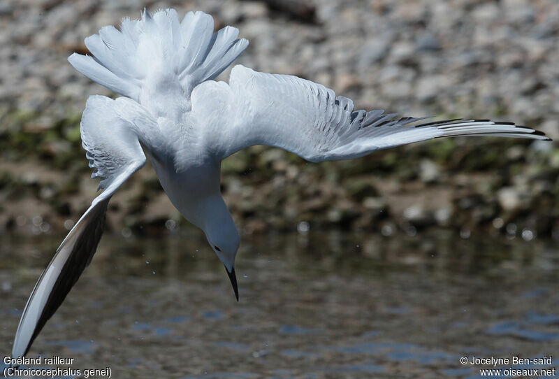 Slender-billed Gull