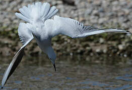 Slender-billed Gull