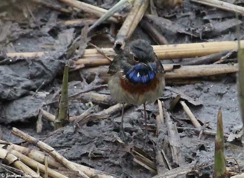 Bluethroat male