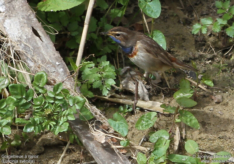 Bluethroat male