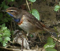 Bluethroat