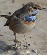 Bluethroat