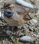 Bluethroat