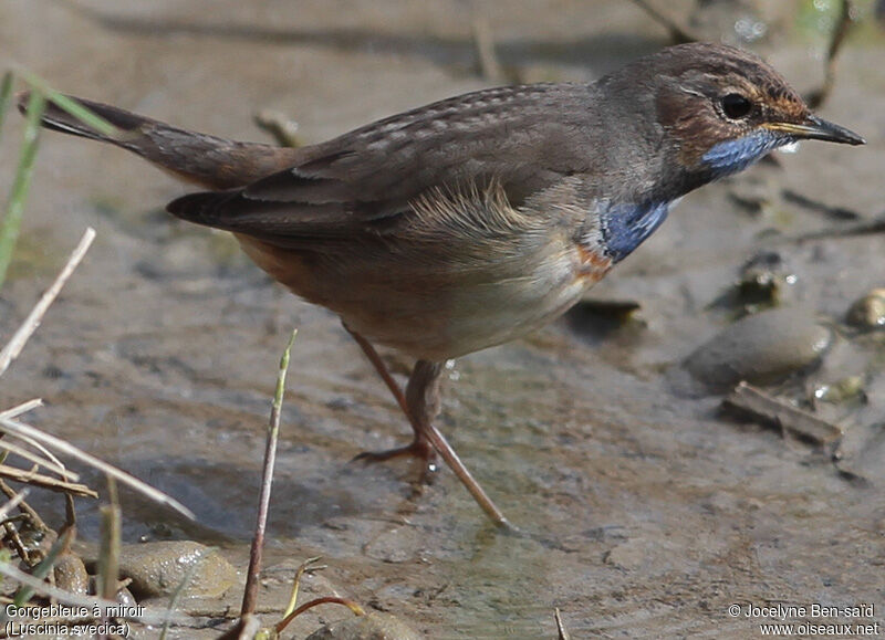 Bluethroat male