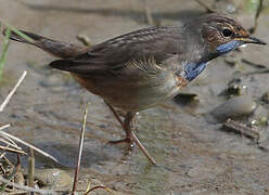 Bluethroat