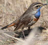 Bluethroat