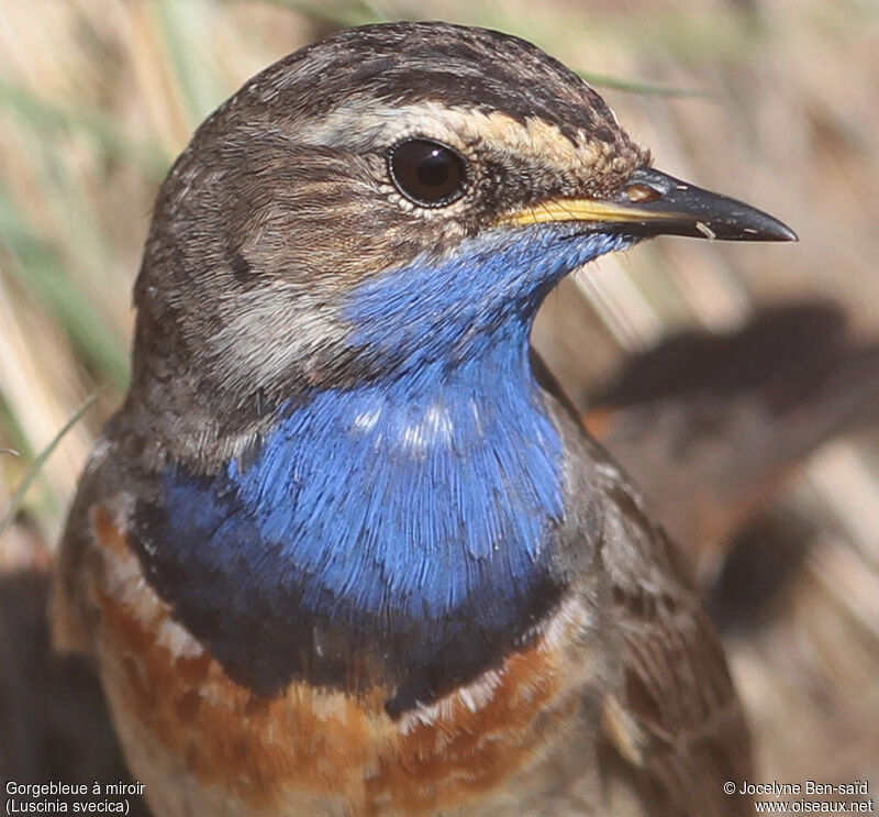 Bluethroat male