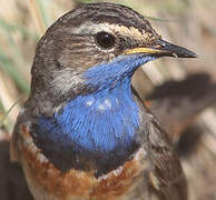 Bluethroat