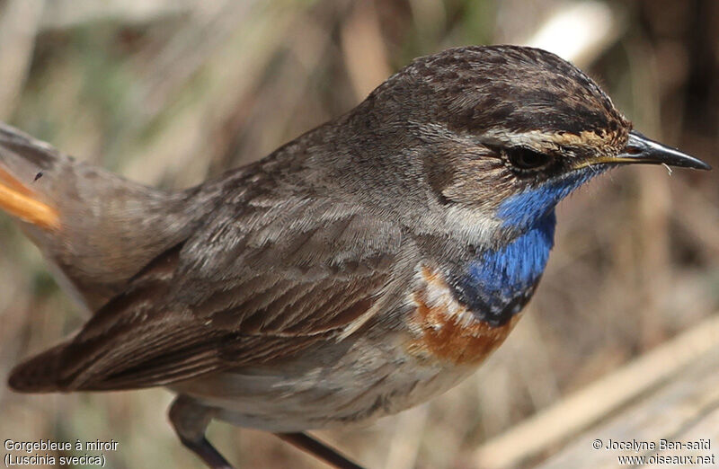 Bluethroat male