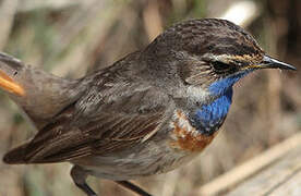 Bluethroat