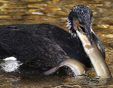 Great Cormorant